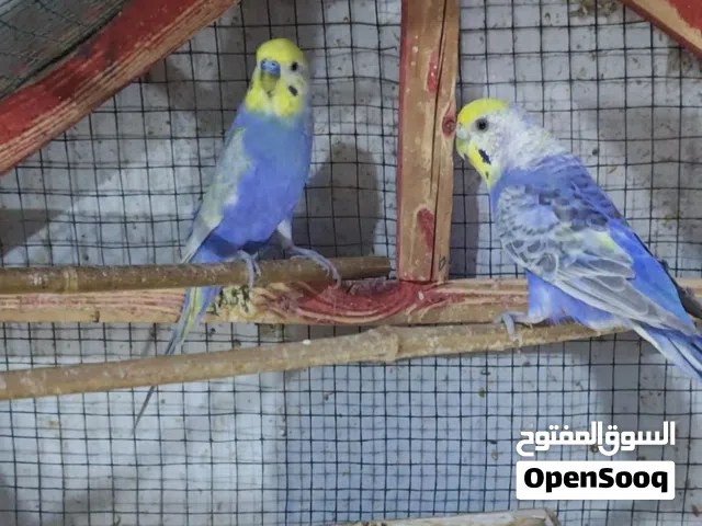 زوج طيور الحب ريمبو بنفسجي منتجات