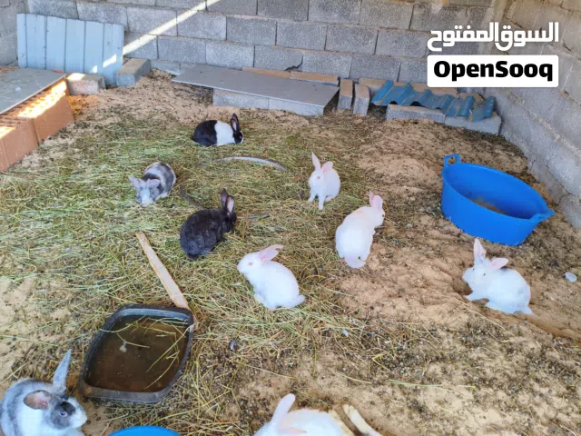 ارانب مخلط الماني فرنسي اسدي مالطي العمر شهرين يعتبرو زينة