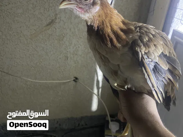 ديج ودجاجة كويتيات