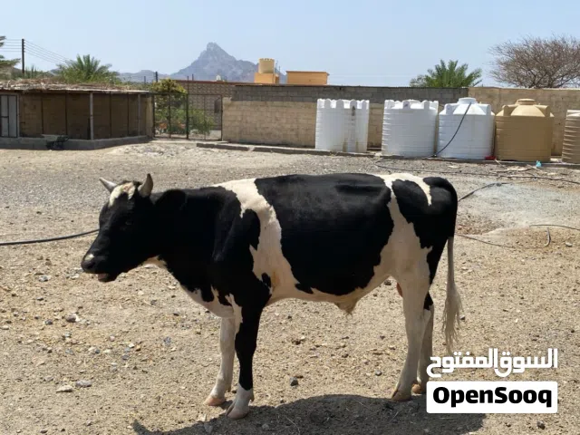 ثور نمساوي ما عليه كلام