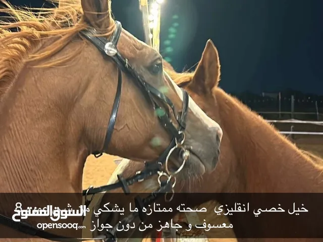 خيل خصي للبيع