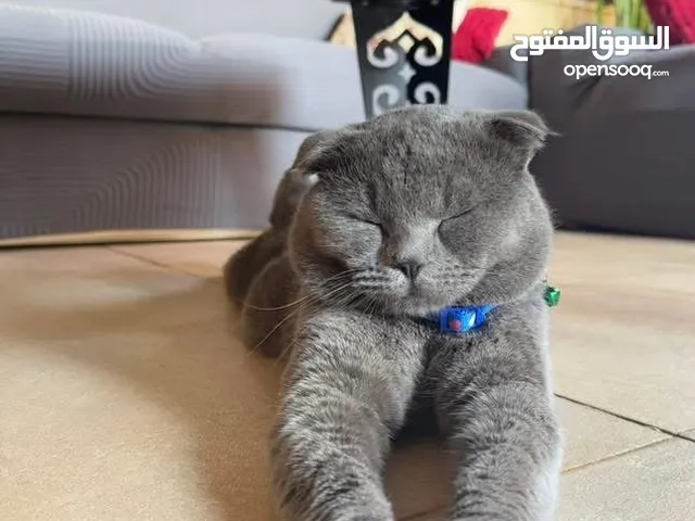 قط Scottish Fold للبيع بسعر مميز