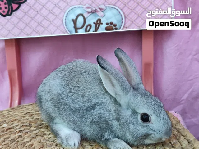 أرانب نذرلاند القزمية صغيرة الحجم للبيع