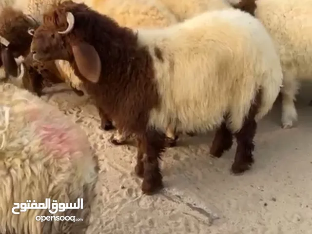 للبيع ذبايح نعيمي محلي مع الذبح والتوصيل
