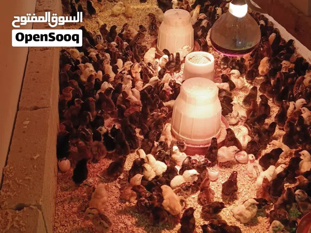 بسم الله ماشاء الله يوجود صوص بلدي صحه نضافه ماخذ إلتهاب الصره