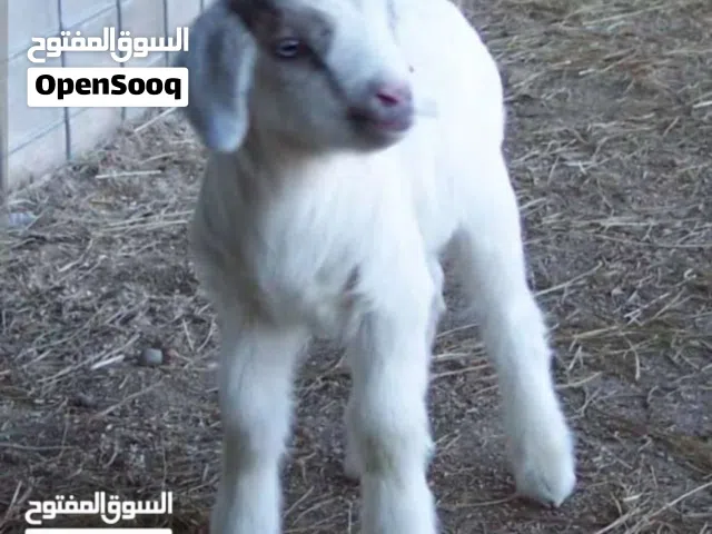 مطلوب سخلات للبيع