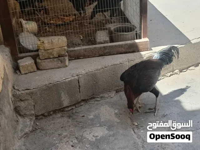 دجاج هراتي سعر التك 30 الف من الاخير دجاج بياض