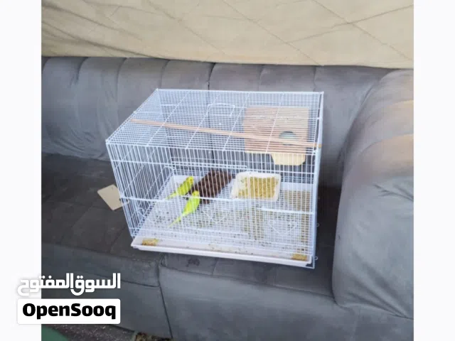 بيع طيور عصافير الحب