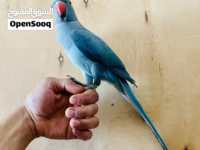 ببغاء ذره هندي