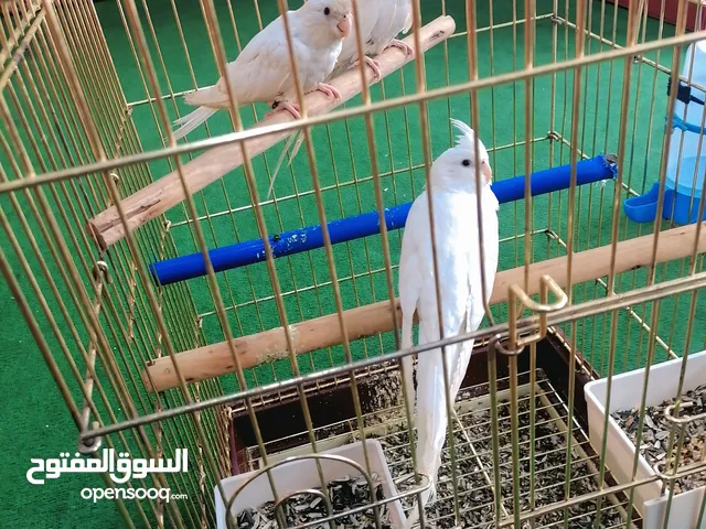 جوز طيور كوكتيل البينو محجل