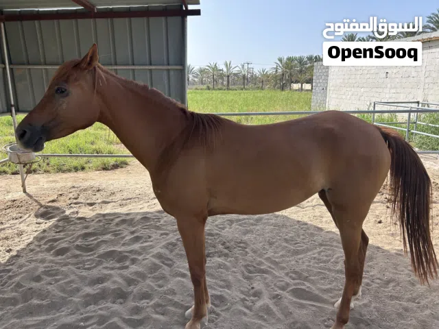 خيل عربية اصيلة