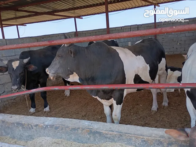 عجول عراقية للبيع
