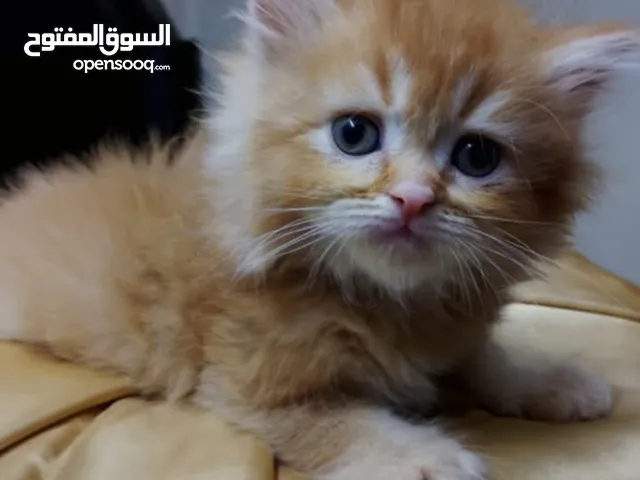 قط شانشيلا
