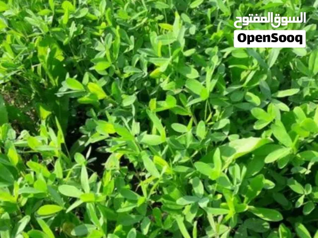 Farm Land for Sale in New Valley Dakhla