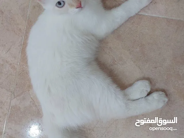 للبيع 10قطة شيرازية