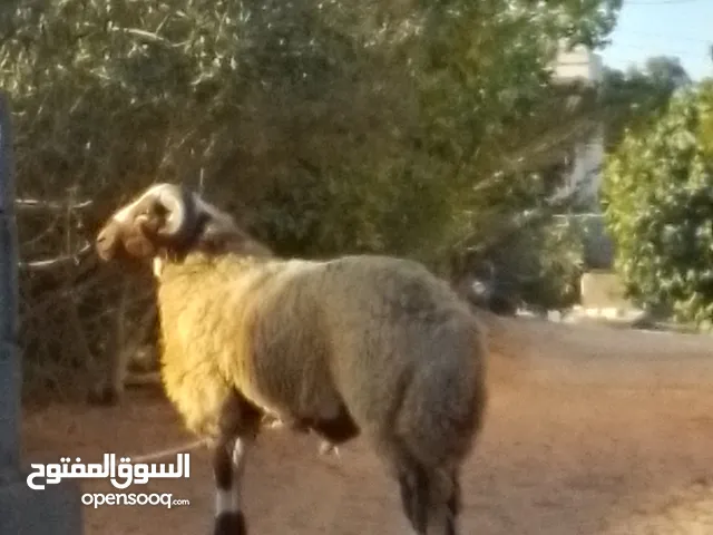 فحل احمر برقاوي درجه أولى اللهم بارك