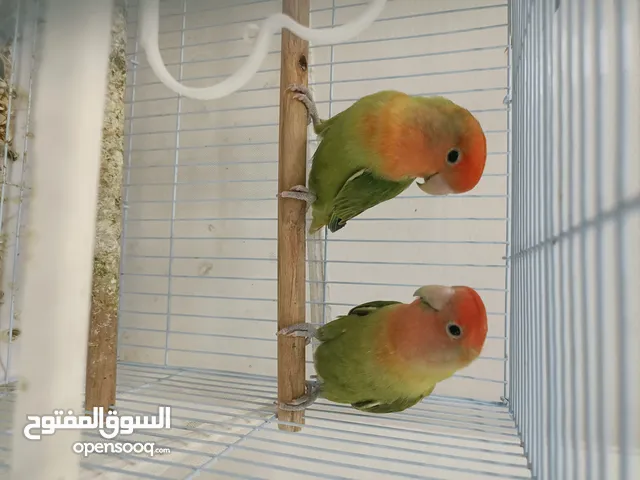 طيور حب، (الروز)