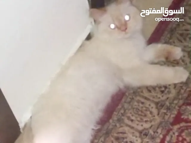 قط هملايا ابيض للتبني