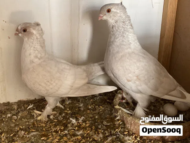 للبيع حمام حب الرمان أزواج  +فراشه زوجين