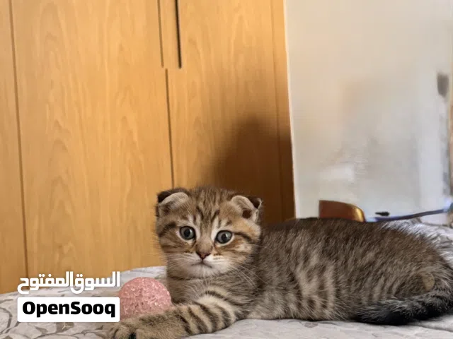 سكوتش فولد -2 شهر