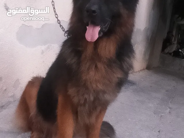 ذكر جيرمن عمره سنه 7 شهور كلب عملاق كسحه ذكر جيرمن عمره سنه 7 شهور كلب عملاق كسحه كلب مضلوم بل صو