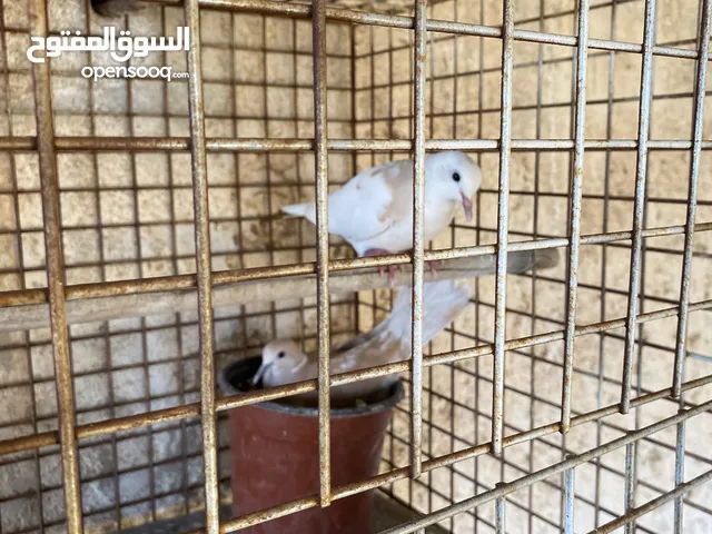 جوزين حمام كريم وطيرة للبيع جوز تحتو بيض كمان اسبوع بفقس