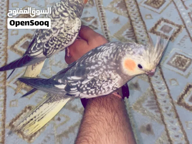 مشاء اللله