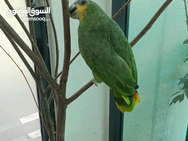 ببغاء امازون