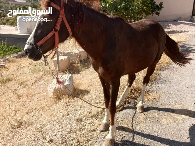 نخب النخب للبيع