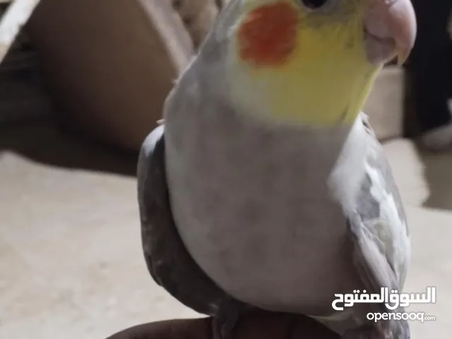فحل كوكتيل اليف ريش كامل اية من الجمال عباره عن حمامه بالايد