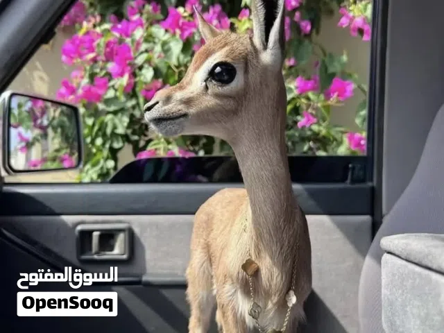 غزال الريم