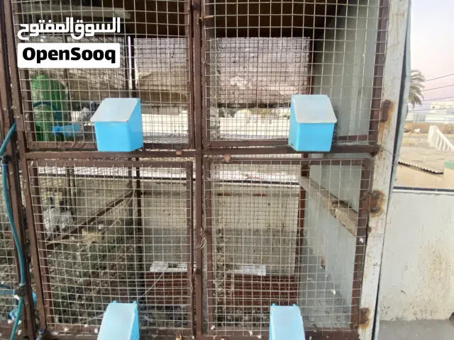 قفص كبير الحجم