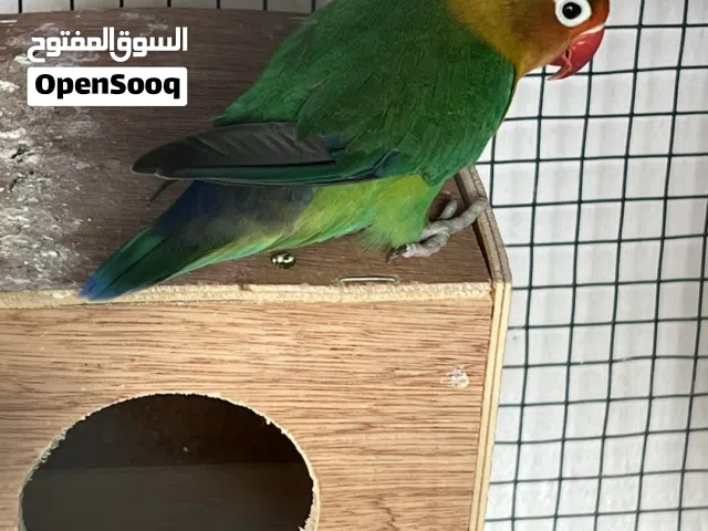 طير الفيشر اليف