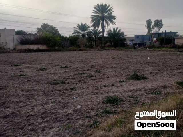 ارض للإيجار التجاري فقط حسب المساحة