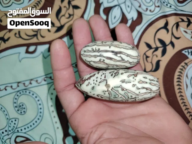عود الصليب المغربي