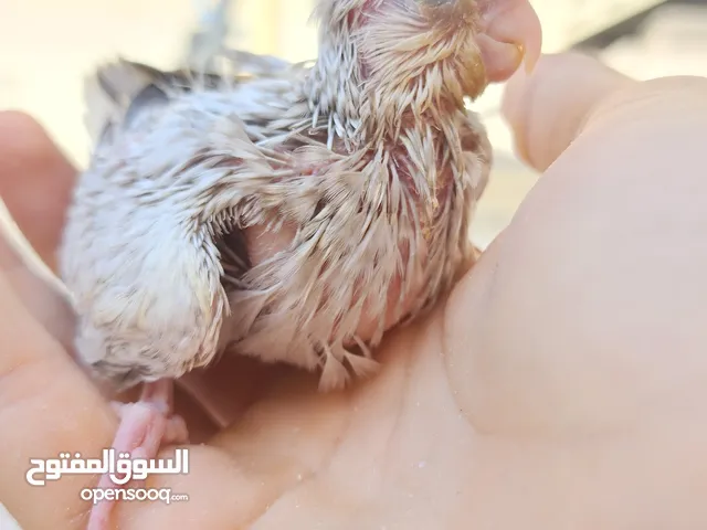 cockatiels baby available