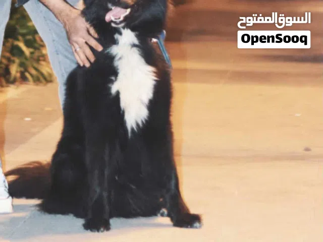 سموايد ابلاك مستورد من برا الاردن