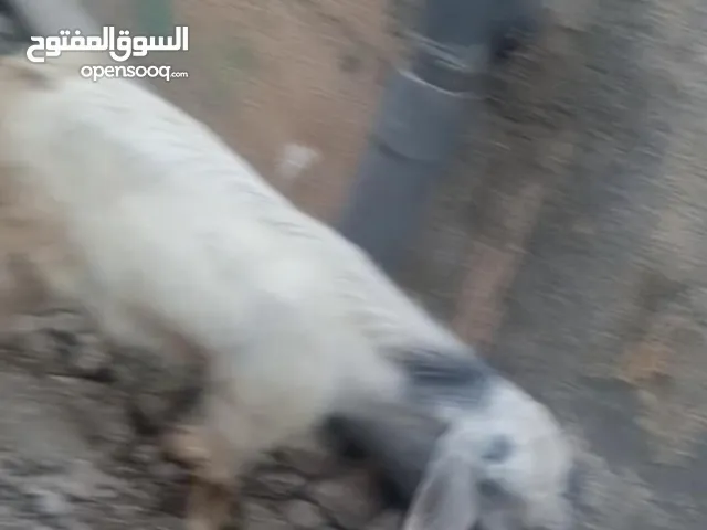 جداية والصلاة على النبي