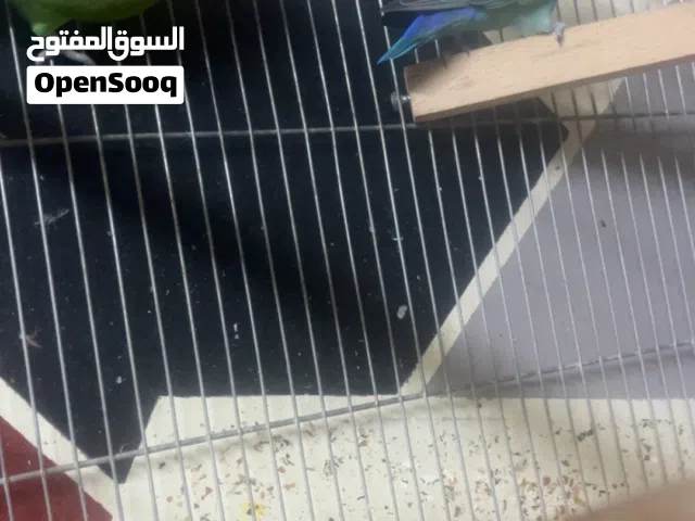 جوز  روز  للبيع او للبدل