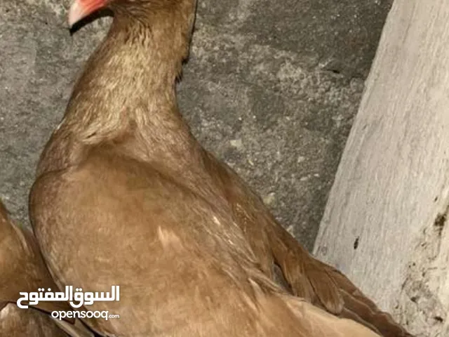 مطلوب سلفر أصفرر