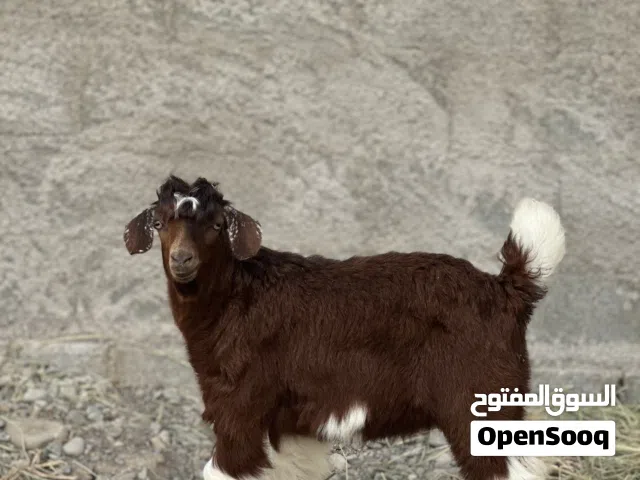 صخل عماني حلال طيب