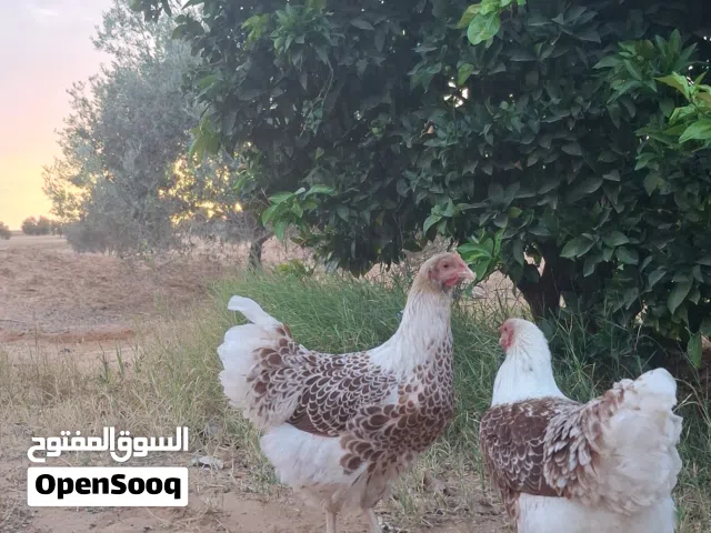 دجاج وندوت بركاني