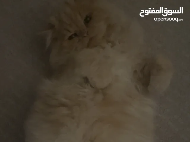قط شانشلا ذكر للتزاوج