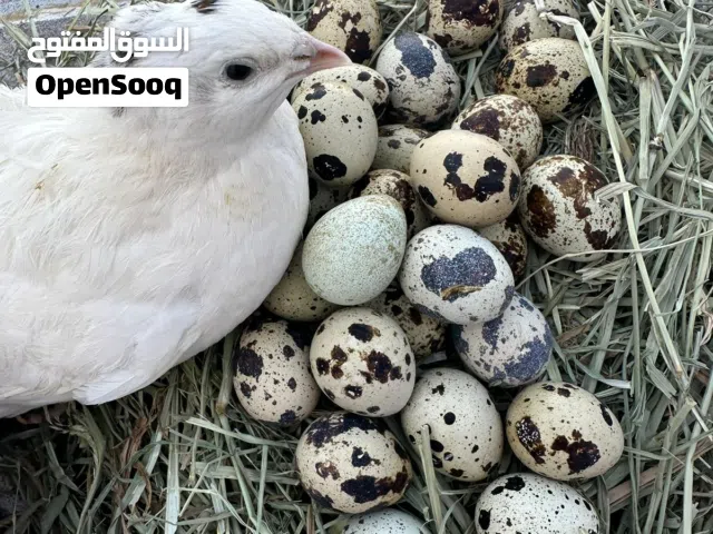 فرى ودجاج محلى