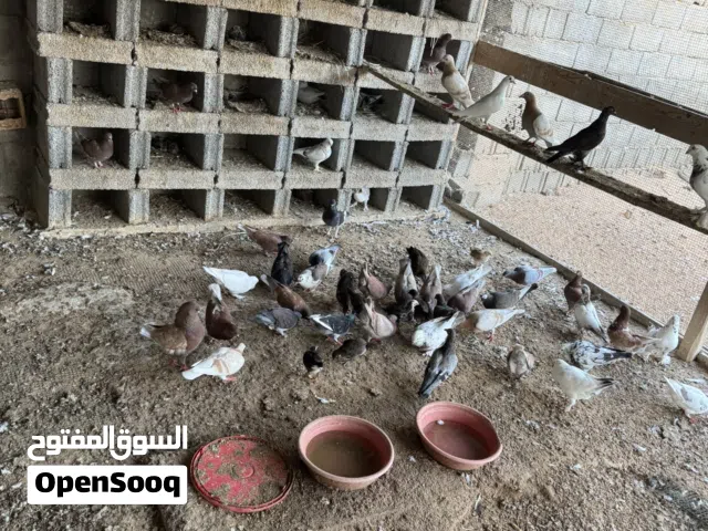 حمام للبيع