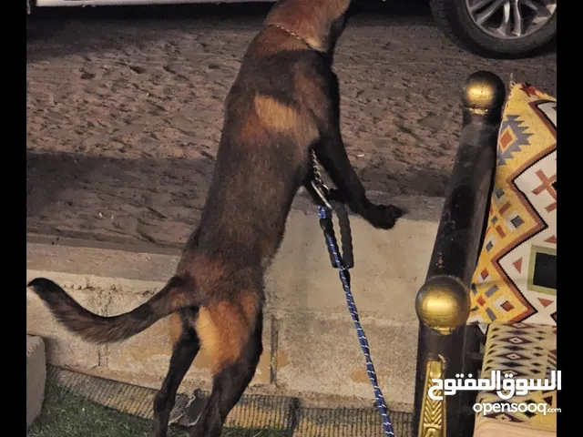 mallinoes full trained advance (whatts app only )and مدربه حماية protection also i have male