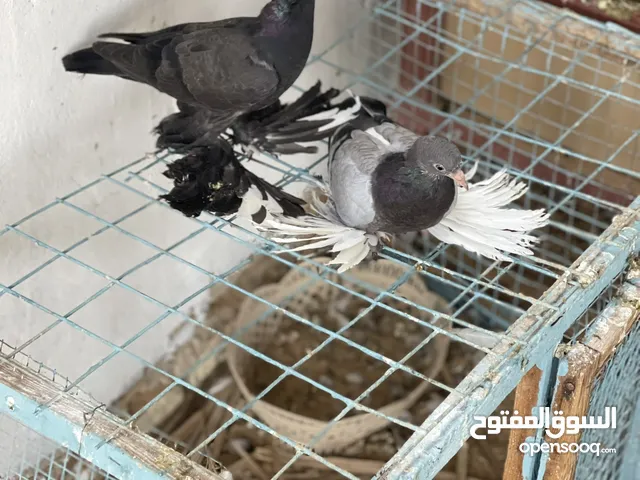 انتاج شقلاب وطرف هزاز