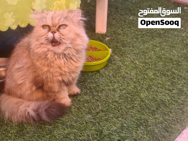 شيرازي لي مهتم مرحبا