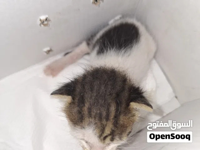 قط للتبني العمر اقل من اسبوعان