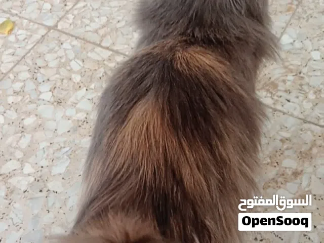 السلام عليكم أني مضيعة بزونة لولو الله عليكم إلي يلكاها خلي يكلي والله ابجي عليها بغداد_السيدية